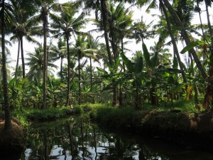 Kerala Backwaters on a small Boat in India Kerala Backwaters on a small Boat in India