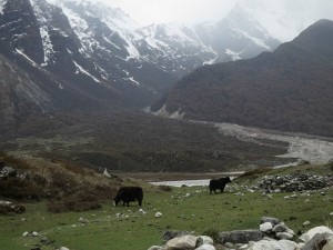 Nature and Yaks beyond Kyanjin Gompa Nature and Yaks beyond Kyanjin Gompa
