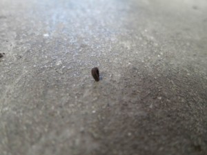 Leech on the Hunt for Blood - 1 Leech on the Hunt for Blood - 1
