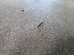 Leech on the Hunt for Blood - 2 Leech on the Hunt for Blood - 2