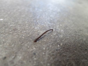 Leech on the Hunt for Blood - 3 Leech on the Hunt for Blood - 3