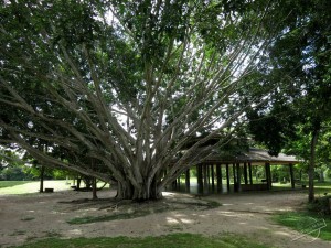 Mindfulness of Nature at Wat Suan Mokkh Mindfulness of Nature at Wat Suan Mokkh