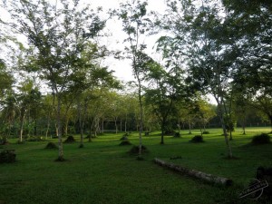Mindfulness while walking in the Grass at Wat Suan Mokkh Mindfulness while walking in the Grass at Wat Suan Mokkh