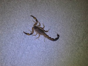 Scorpion in my Room at Wat Suan Mokkh, Thailand Scorpion in my Room at Wat Suan Mokkh, Thailand