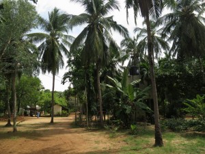 Palm Garden of the Resort Hotel in Batticaloa, Sri Lanka Palm Garden of the Resort Hotel in Batticaloa, Sri Lanka
