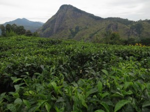 Tea Plantations and Ella Rock in Sri Lanka Tea Plantations and Ella Rock in Sri Lanka