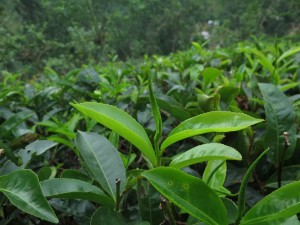 Tea Leaves at the Plantations in Ella, Sri Lanka Tea Leaves at the Plantations in Ella, Sri Lanka