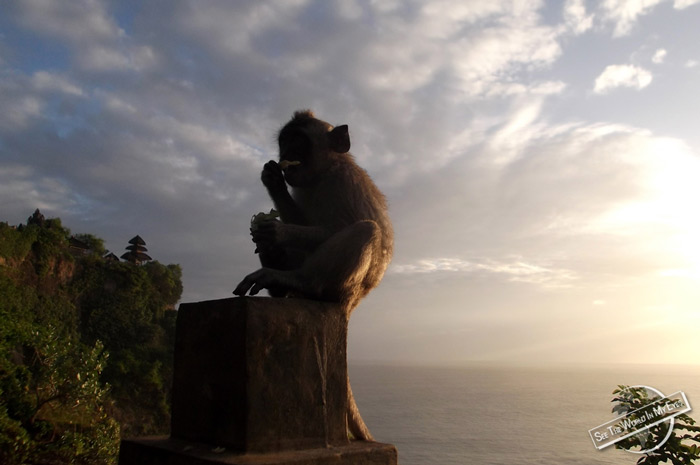 Monkey at Pura Luhur Uluwatu on Bali, Indonesia Monkey at Pura Luhur Uluwatu on Bali, Indonesia