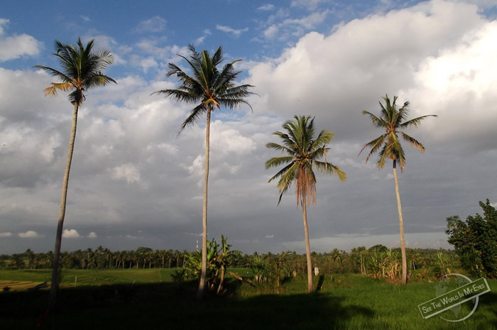 Palm Trees and Green Fields on the Way to Balian Beach, Bali, Indonesia Palm Trees and Green Fields on the Way to Balian Beach, Bali, Indonesia