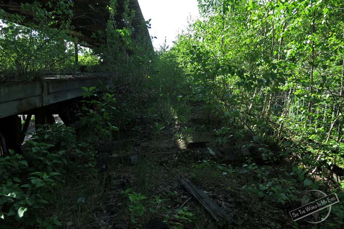 Completely Overgrown Tracks at the Station in Berlin, Germany Completely Overgrown Tracks at the Station in Berlin, Germany