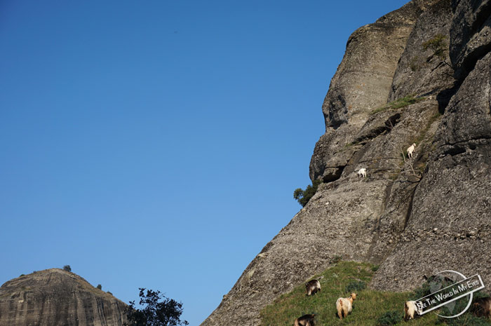 Goats climbing the almost vertical Face of the Rocks in Meteora, Greece
