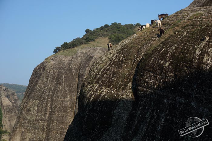 Fearless Goats walking along the Cliff Edge of Great Saint, Meteora, Greece