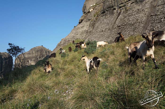 Mountain Goats enjoying Grass and Air on the Rocks of Meteora, Greece